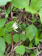 Image of Chinese lobelia