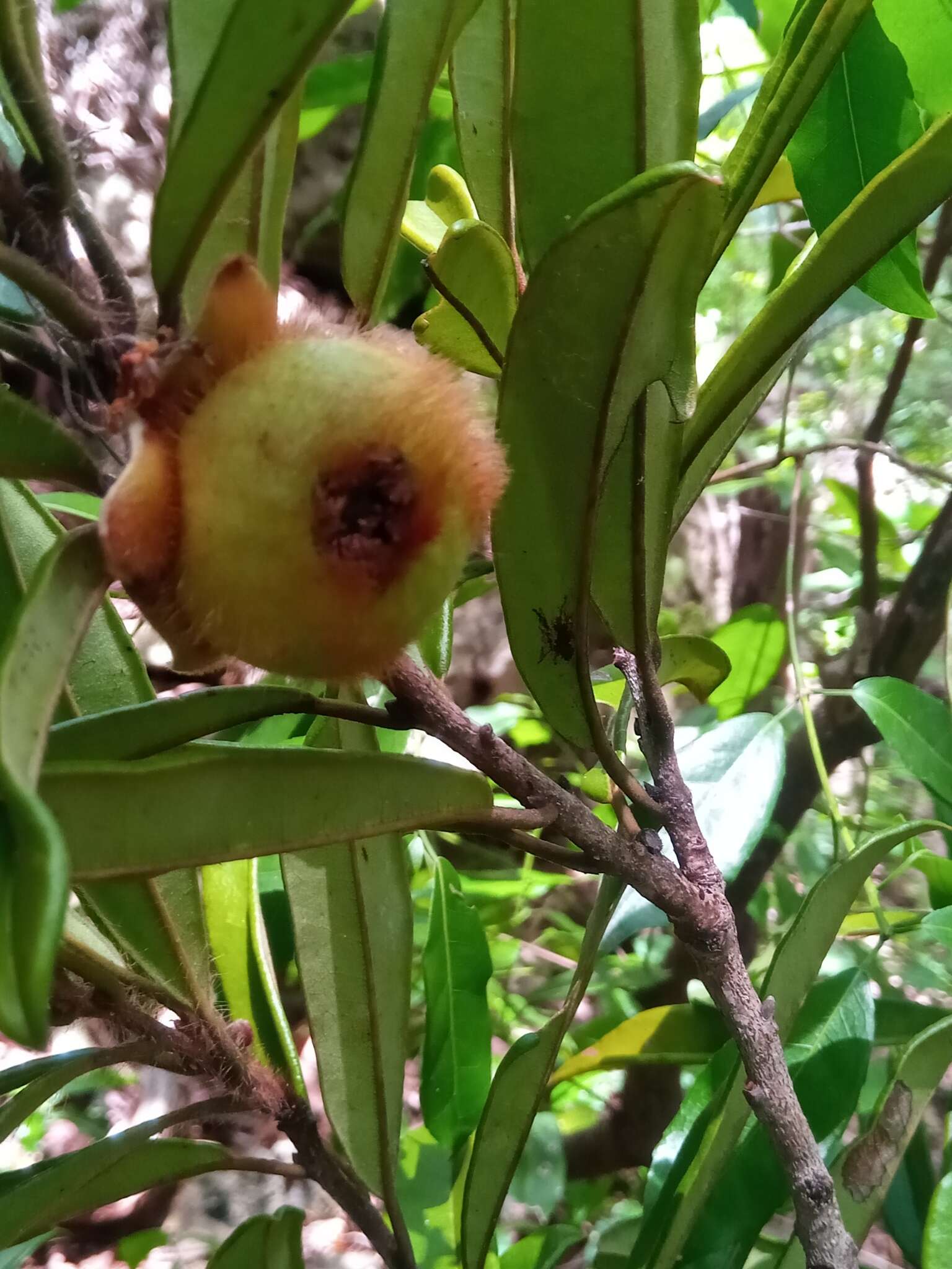 Image of Diospyros urschii H. Perrier