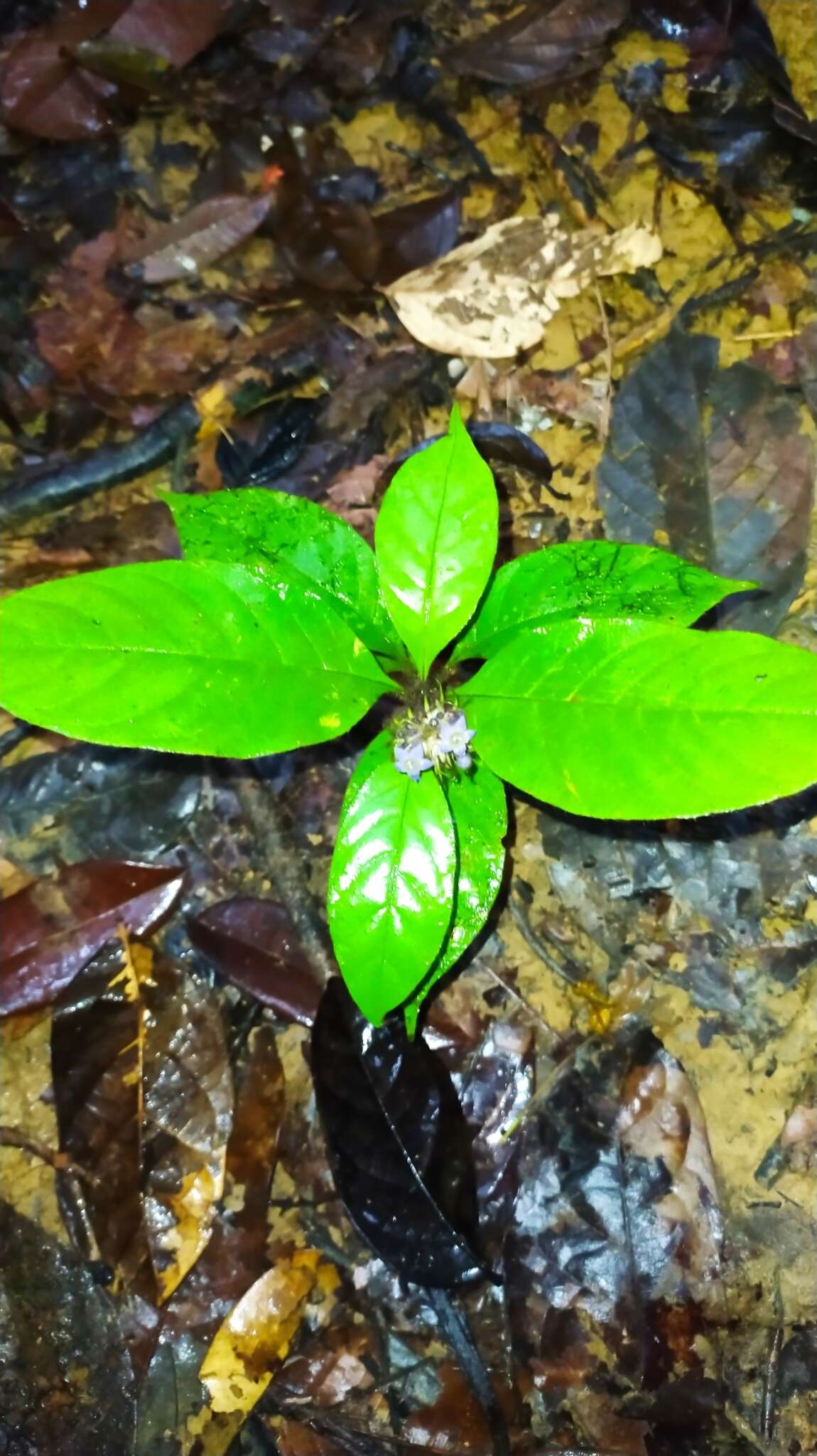 Image of Palicourea glabra