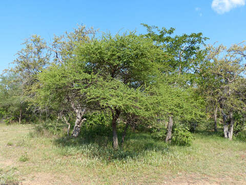 Imagem de Vachellia tortilis subsp. heteracantha (Burch.) Kyal. & Boatwr.