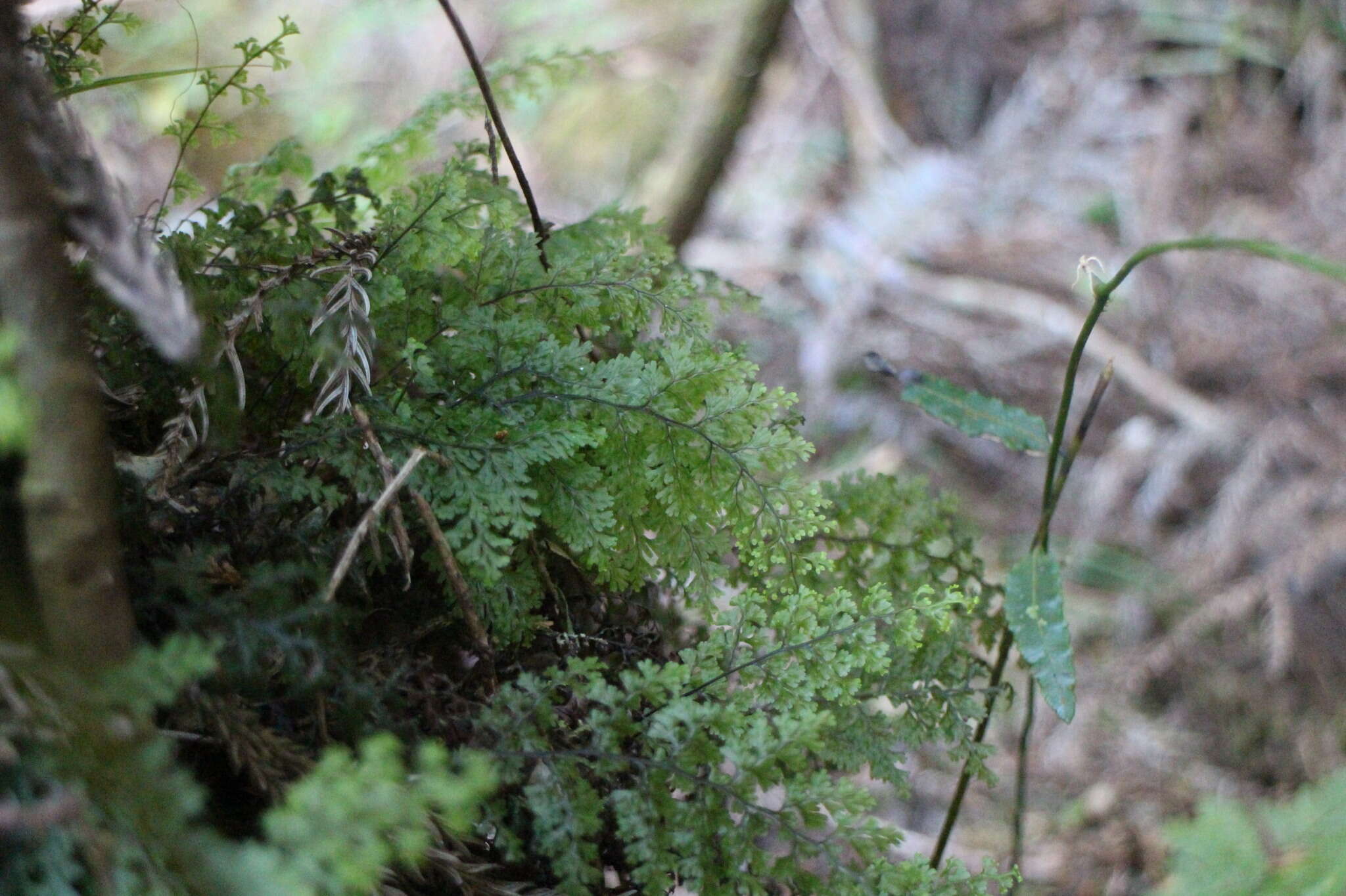 Image of Hymenophyllum paniculiflorum Presl