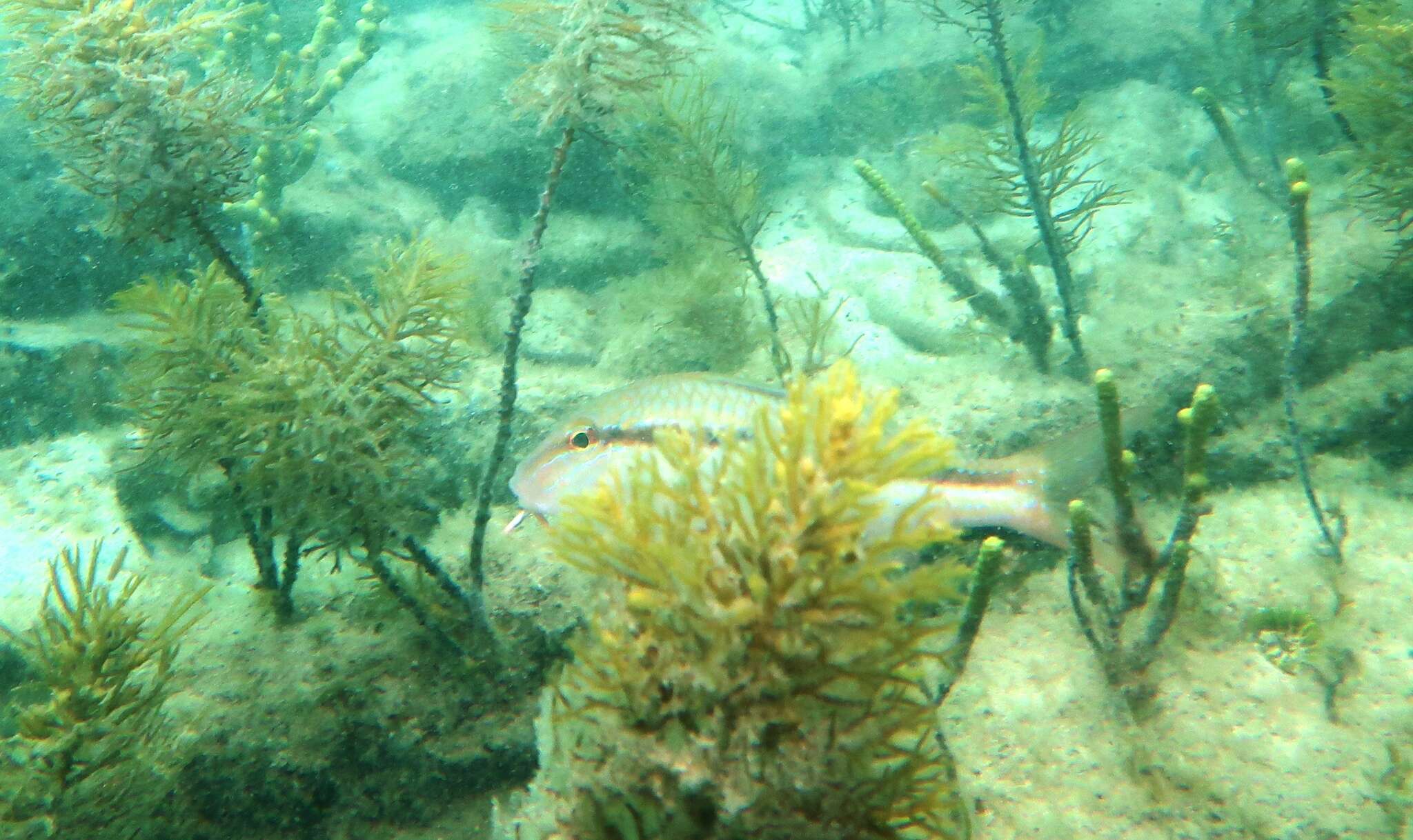 Image of Black-striped goatfish