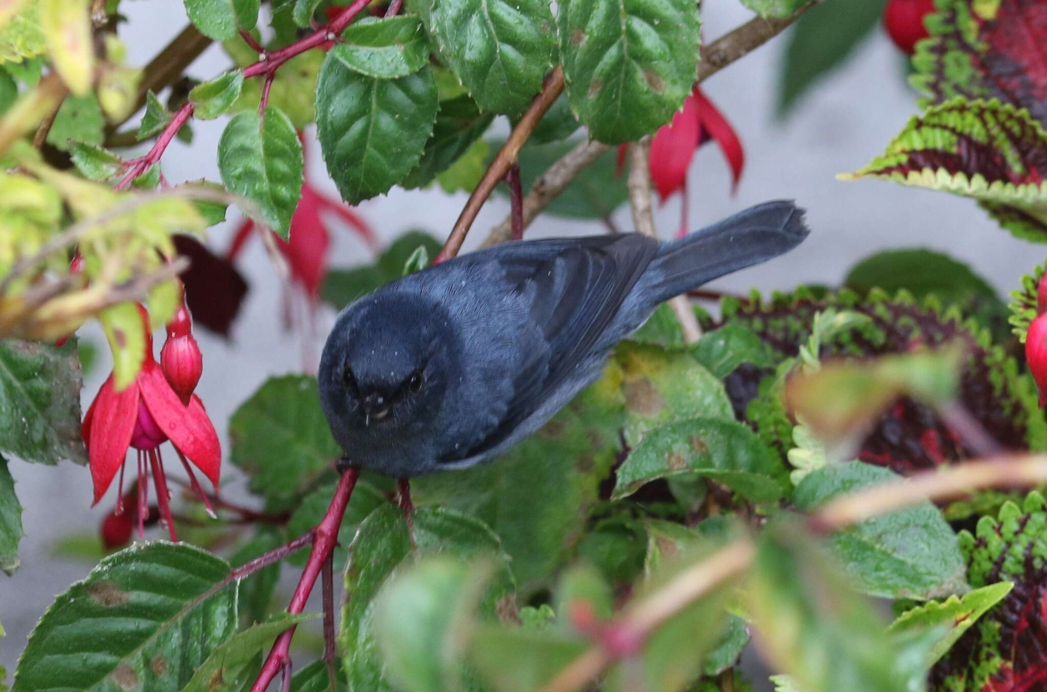 Image of Slaty Flower-piercer