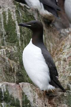 Image of Brünnich's Guillemot