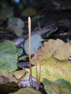 Слика од Typhula fistulosa (Holmsk.) Olariaga 2013