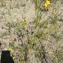 Image of Coreopsis tinctoria var. atkinsoniana (Douglas ex Lindl.) H. M. Parker ex E. B. Sm.