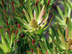 Image of Leucadendron spissifolium subsp. phillipsii (Hutch.) I. Williams