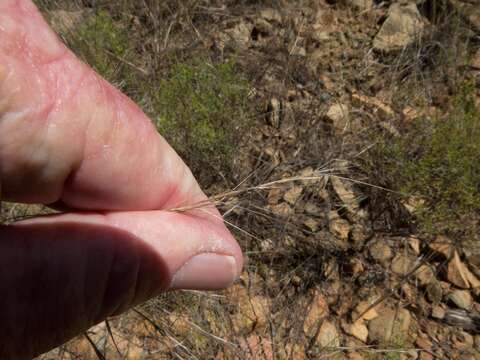 Image of spidergrass