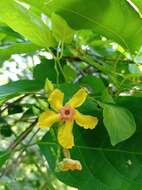 Imagem de Mandevilla subsagittata (Ruiz & Pav.) R. E. Woodson