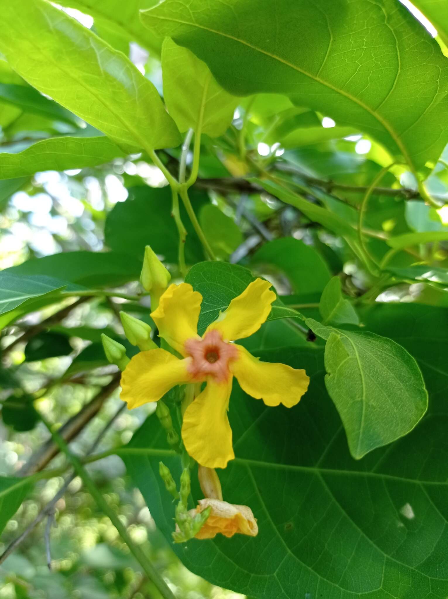 Image of Mandevilla subsagittata (Ruiz & Pav.) R. E. Woodson