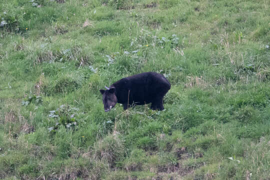 Image of Andean Tapir