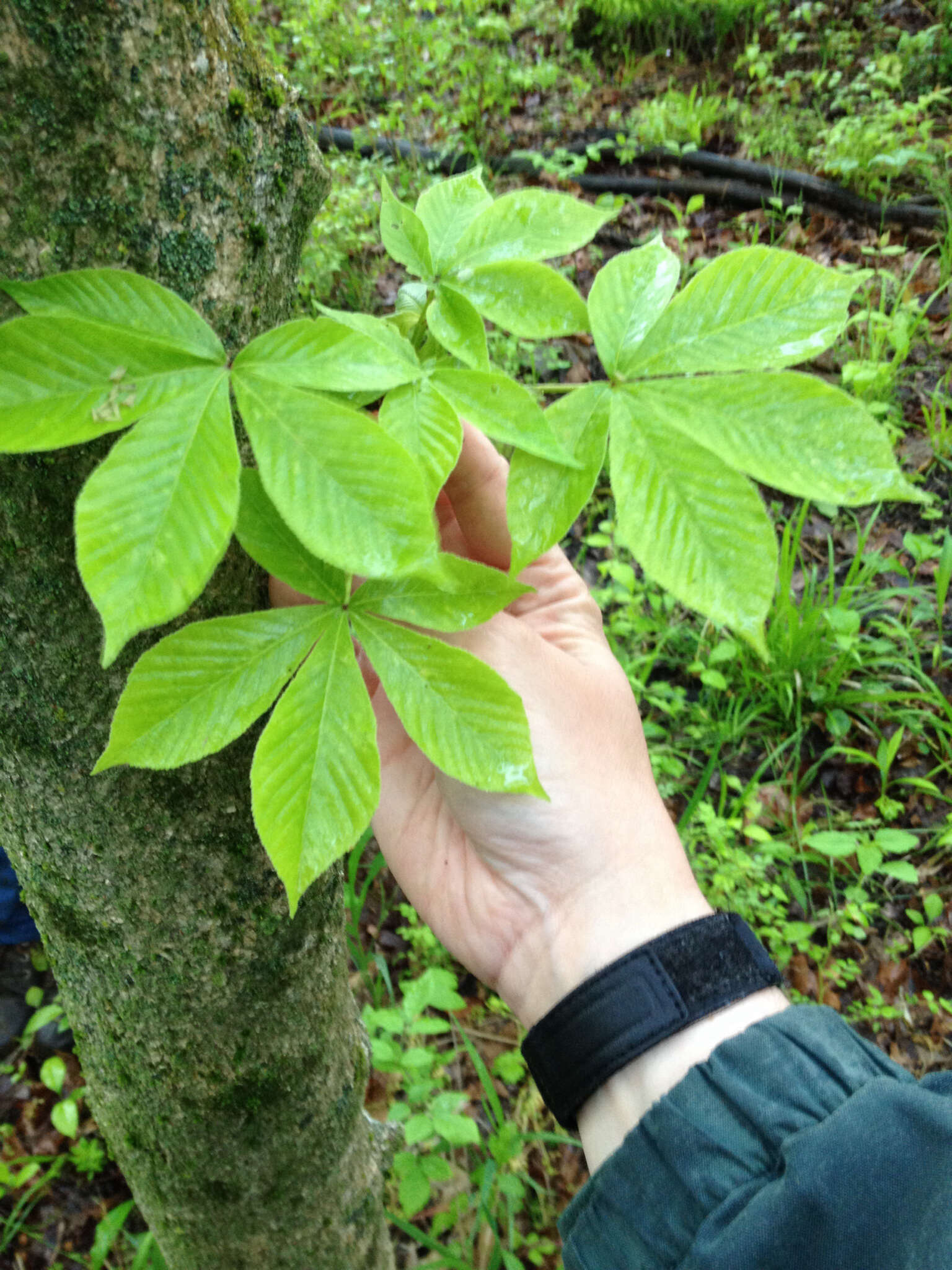 Image de Pavier de l'Ohio