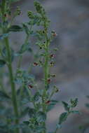 Image of Scrophularia canescens Bong.