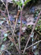 Image of Appalachian barren strawberry