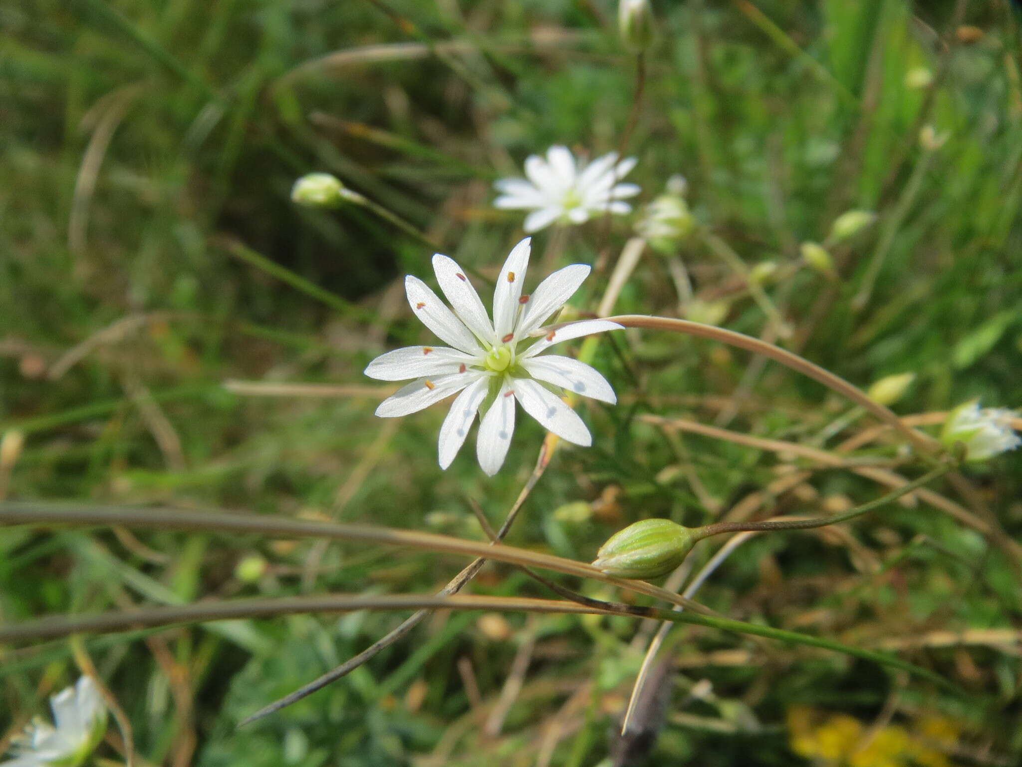 Image of common starwort