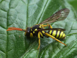 Image of Nomada succincta Panzer 1798