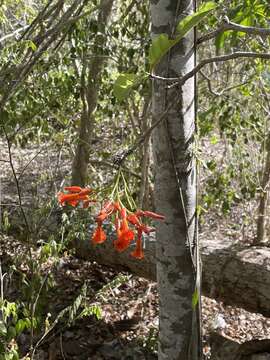 Plancia ëd Cordia rickseckeri Millsp.