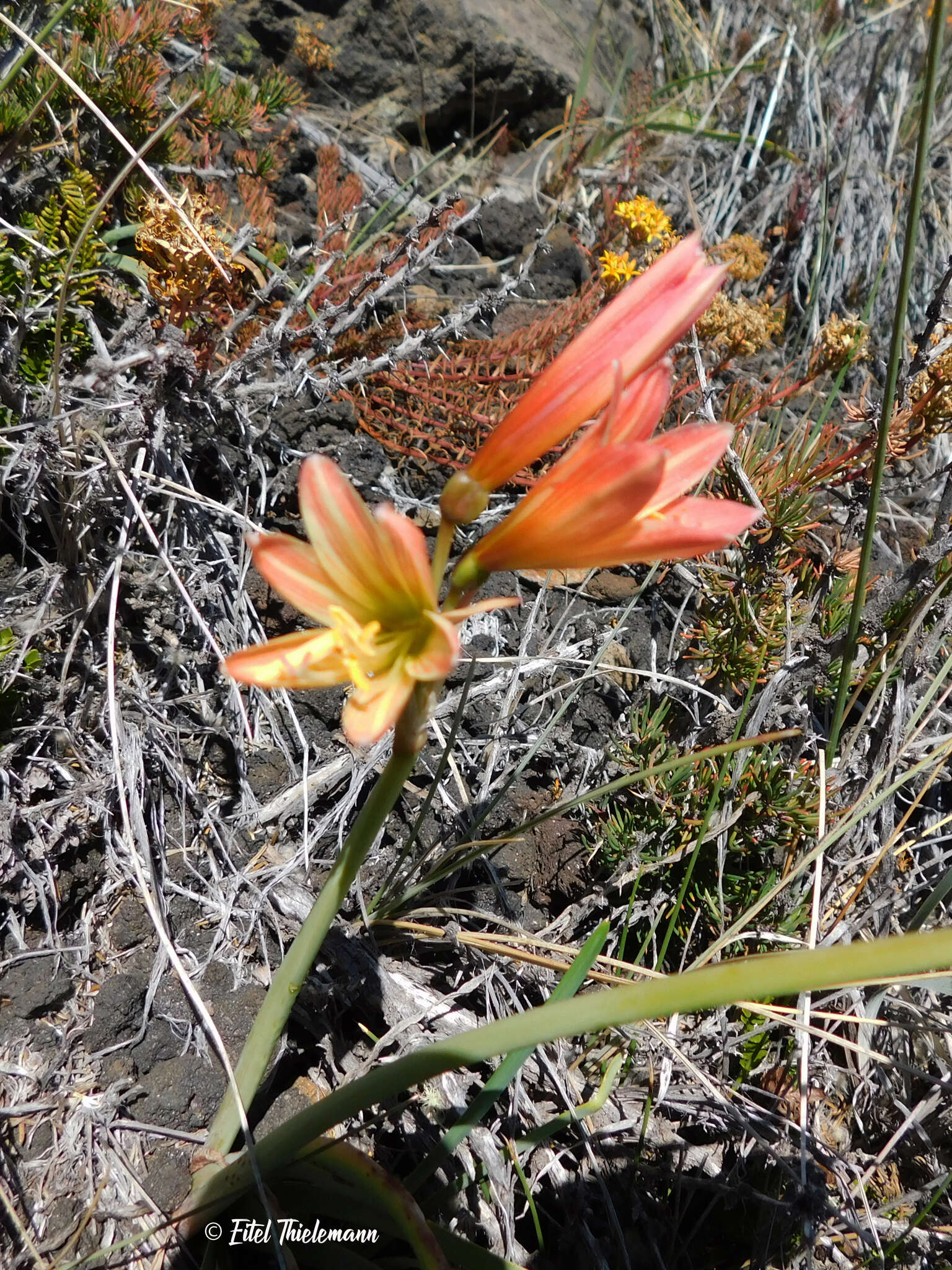 Imagem de Zephyranthes montana