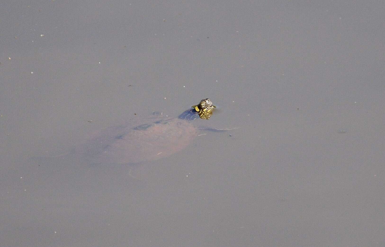 Image of Ouachita Map Turtle