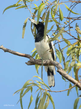 Image of Hooded Butcherbird