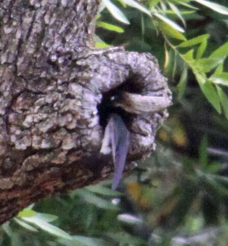 Image of Violet-green Swallow