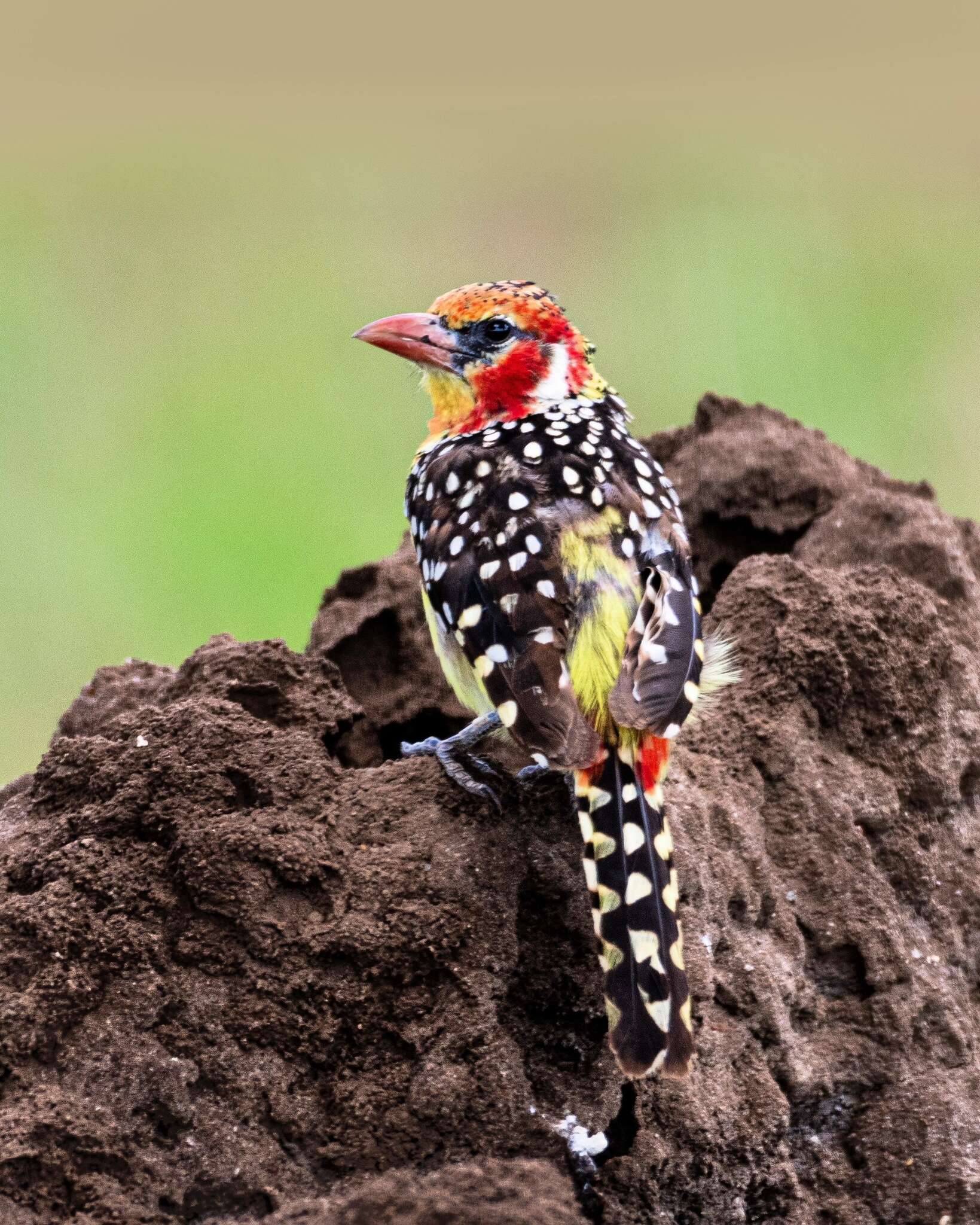 Image of Red-and-yellow Barbet