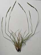 Image of hard fescue