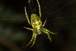 Image of Colaranea verutum (Urquhart 1887)