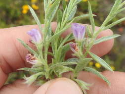 Image of shaggy dwarf morning-glory