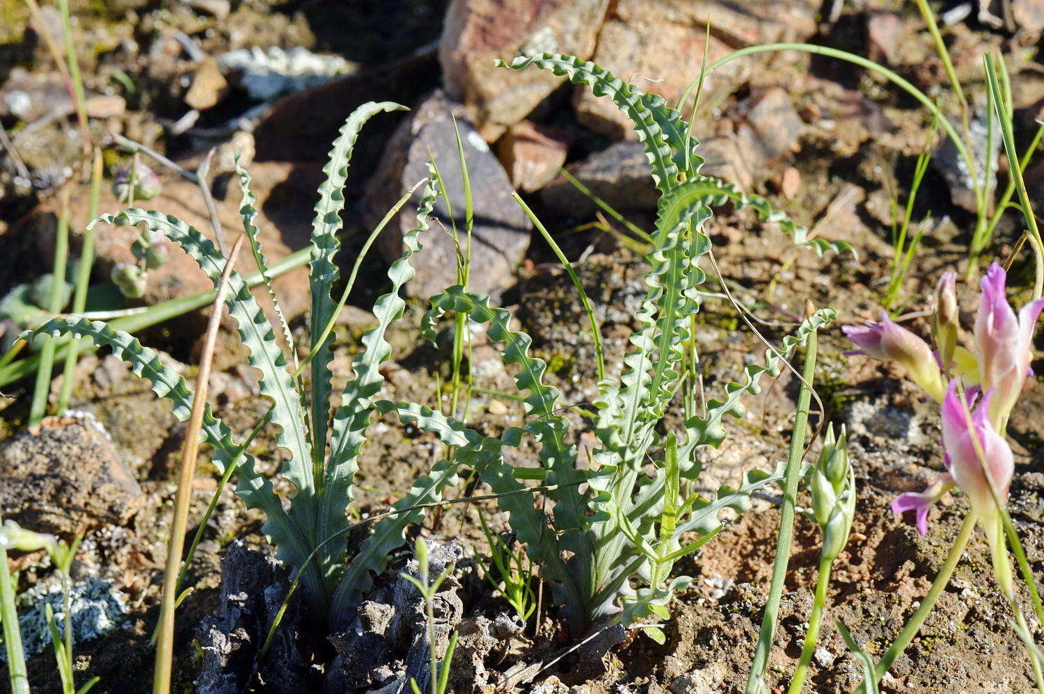 Image of Freesia viridis (Aiton) Goldblatt & J. C. Manning