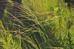 Imagem de Stipa spartea Trin.