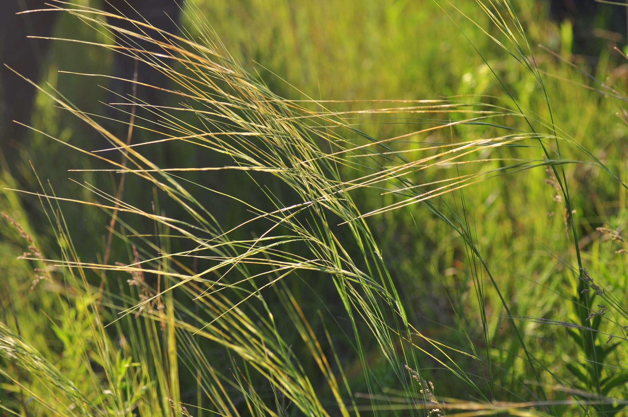 Imagem de Stipa spartea Trin.