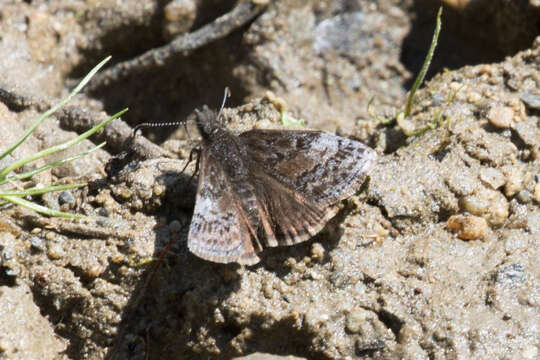 Plancia ëd Erynnis icelus Scudder & Burgess 1870