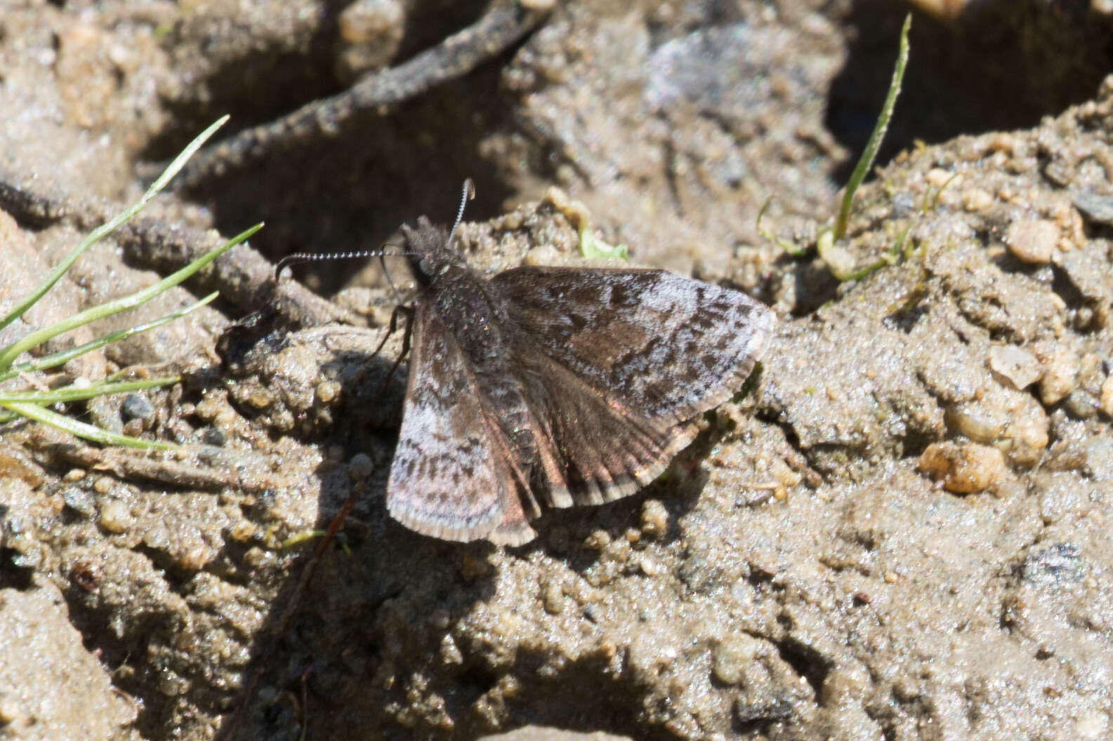 صورة Erynnis icelus Scudder & Burgess 1870