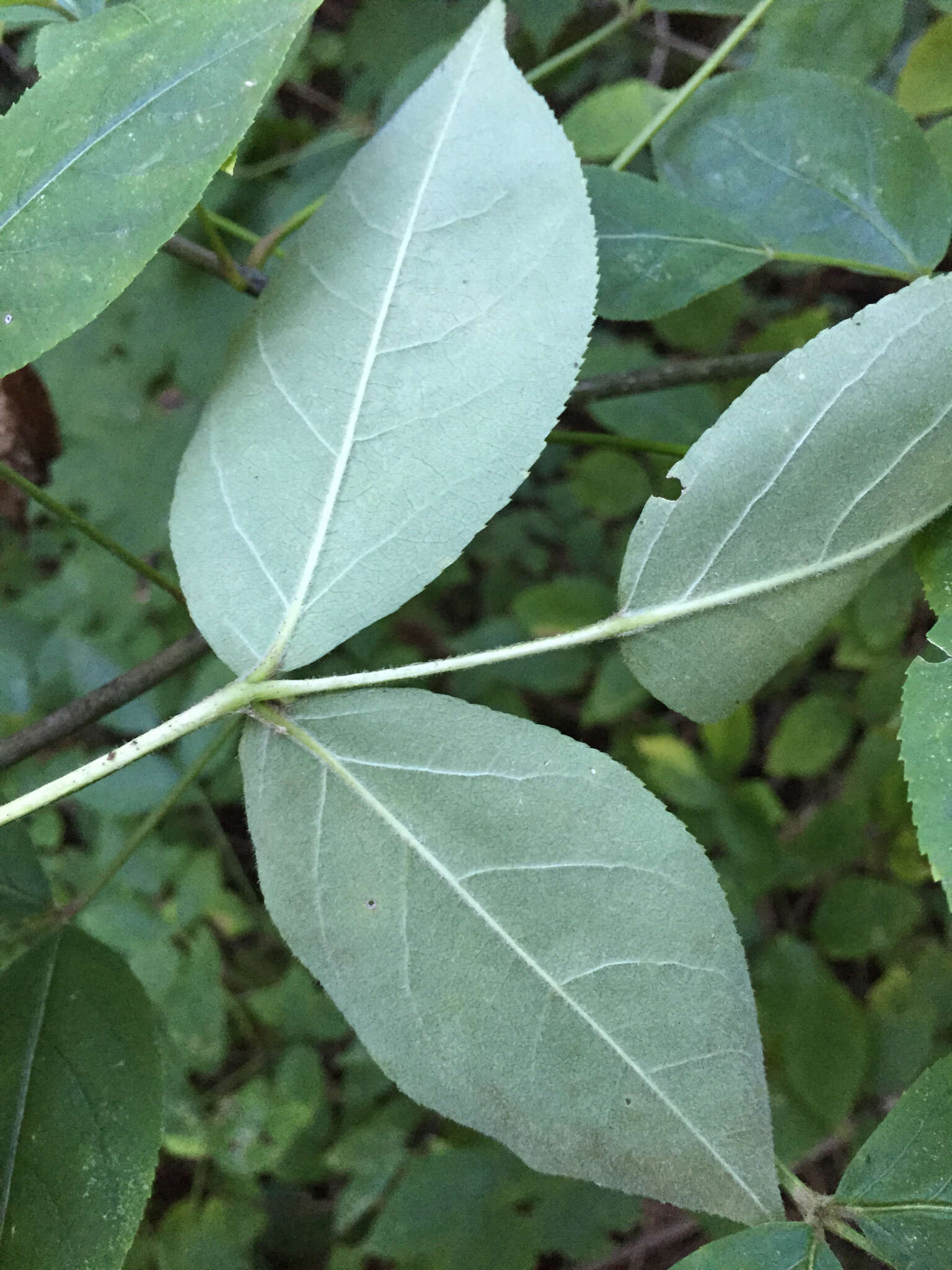 Imagem de Staphylea trifolia L.