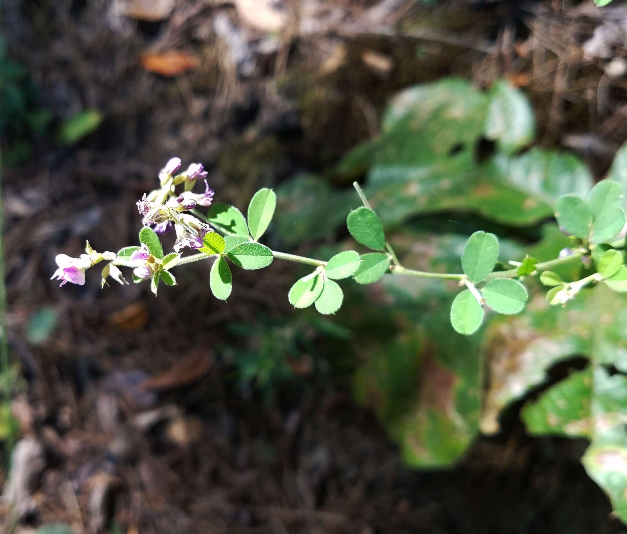 Image de Lespedeza procumbens Michx.