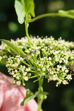 Image of Pea weevil