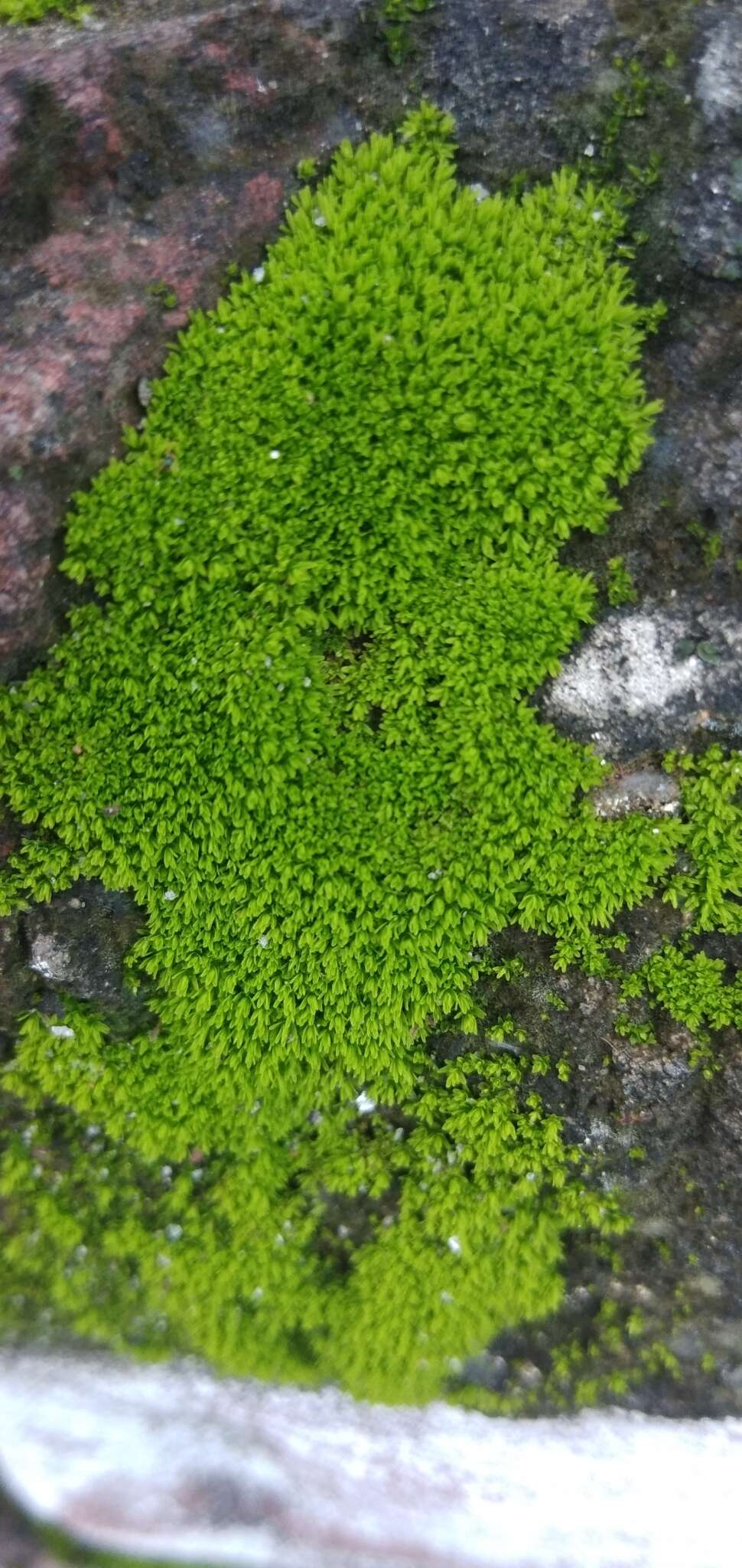 Image of barbula moss