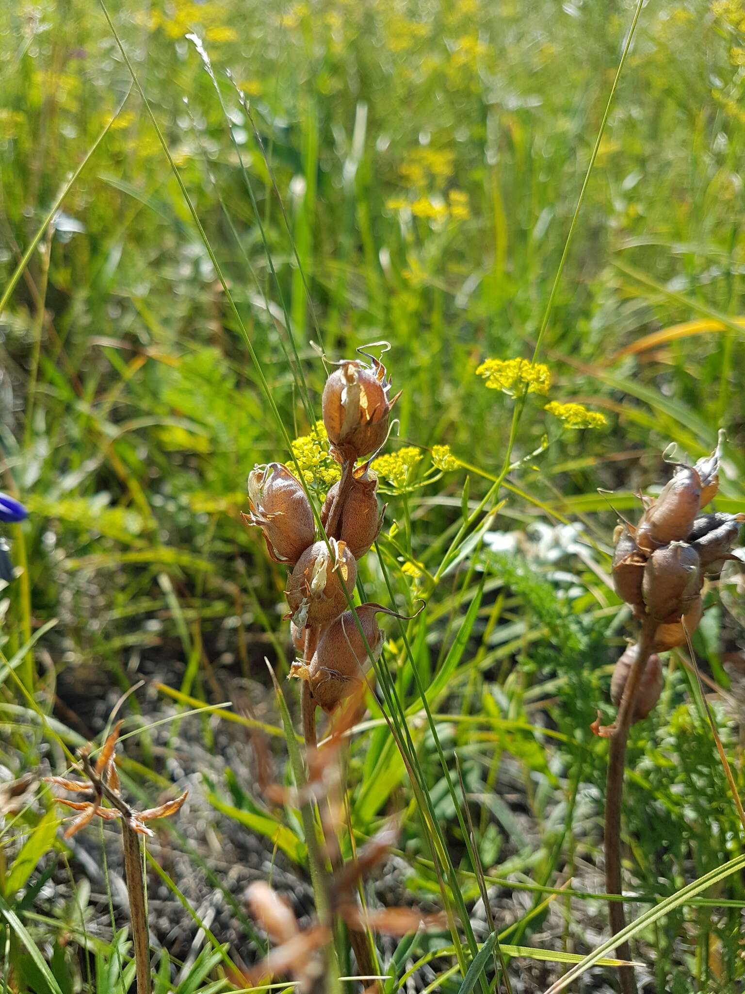 Oxytropis grandiflora (Pall.) DC. resmi