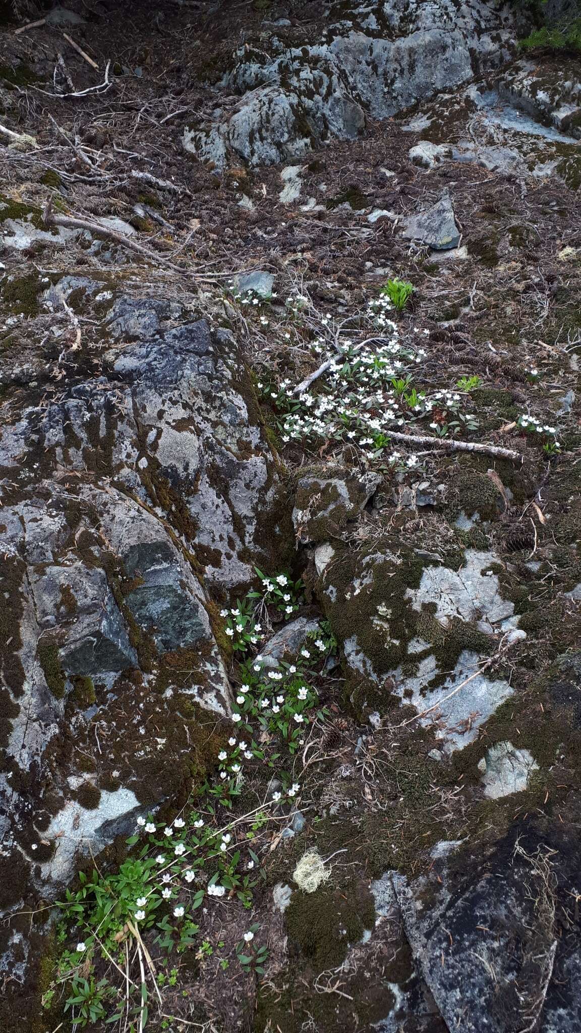 Image of Pacific springbeauty