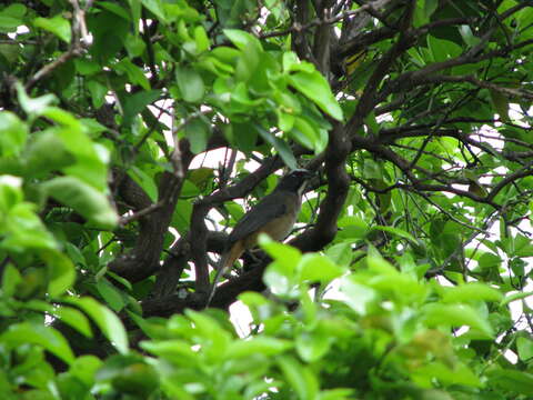 Image of Cinnamon-bellied Saltator