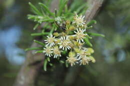 Image of Diplostephium rosmarinifolium (Benth.) Wedd.