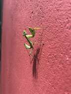 Image of African mantis