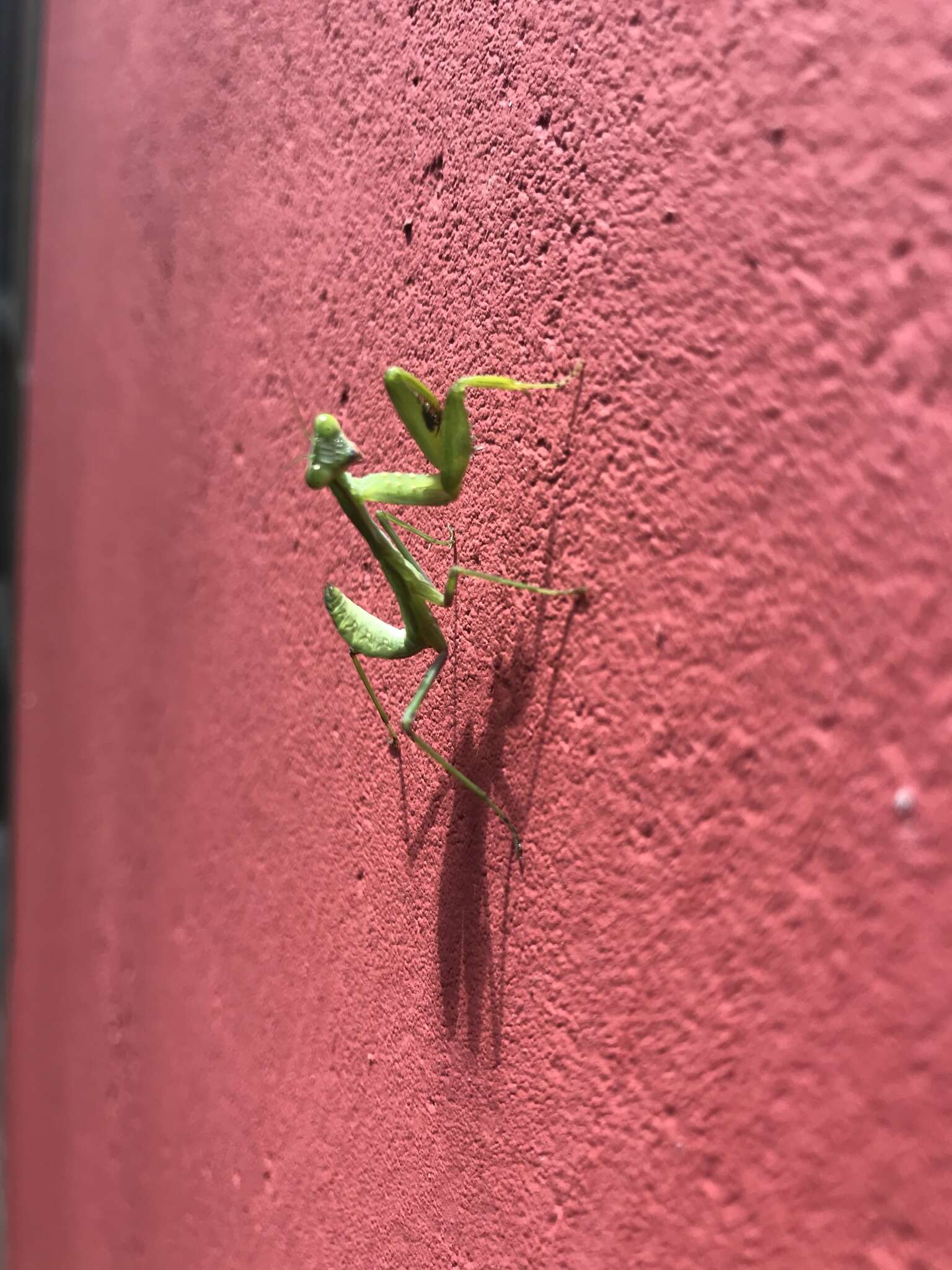 Image of African mantis