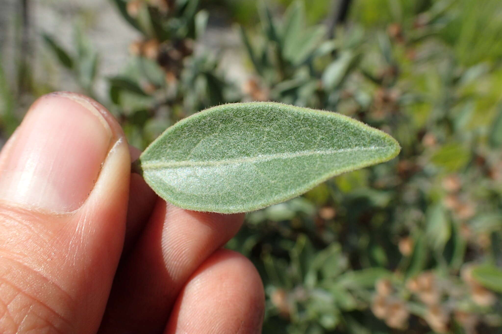 Image of Euclea polyandra (L. fil.) E. Mey. ex Hiern