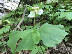 Imagem de Trillium flexipes Raf.