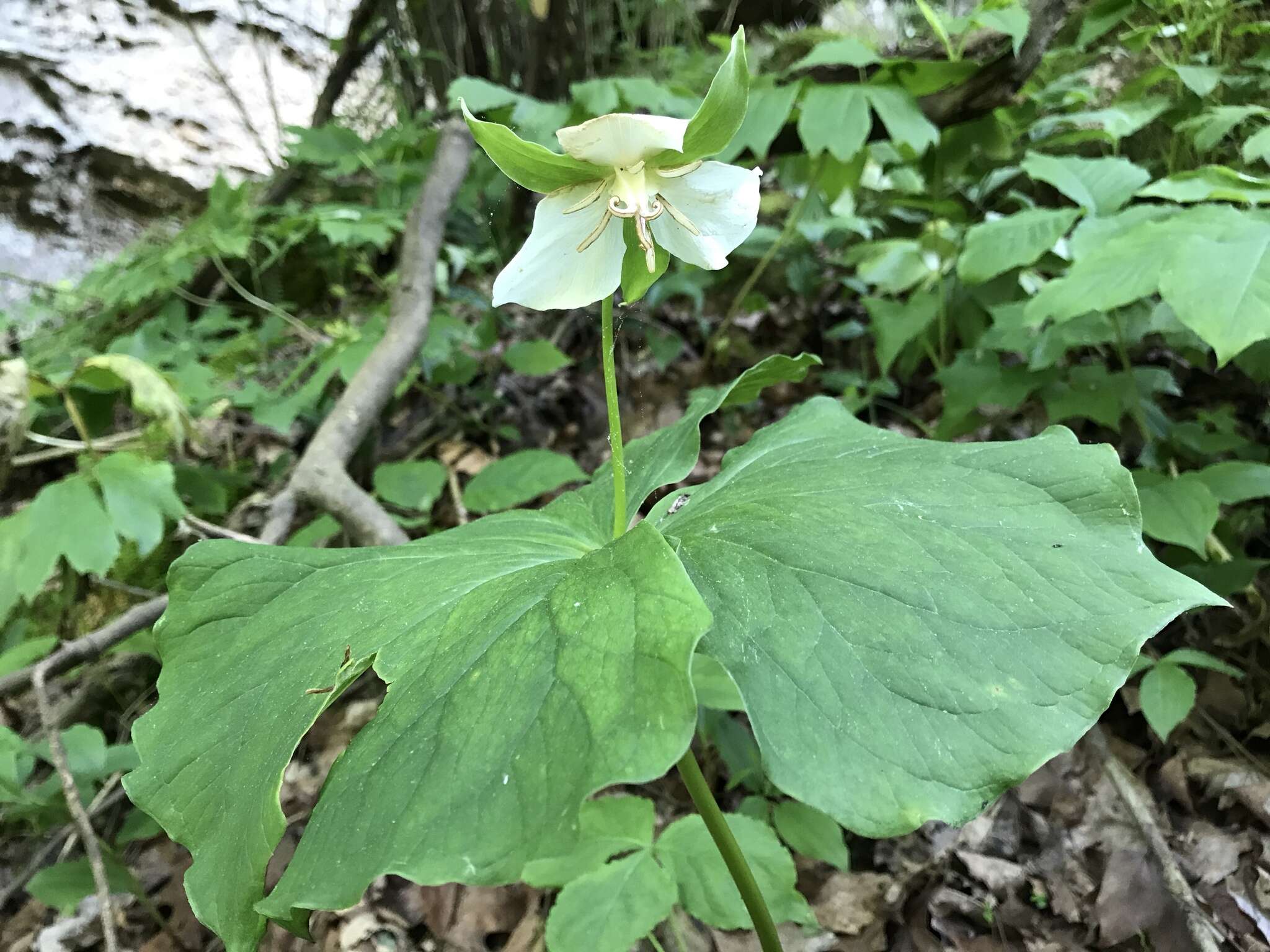 Imagem de Trillium flexipes Raf.