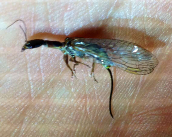 Image of Snakefly