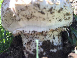 Image of Agaricus deserticola G. Moreno, Esqueda & Lizárraga 2010