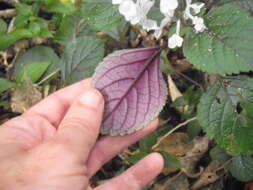 Image of speckled spur flower